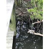 Newport News King Tide image